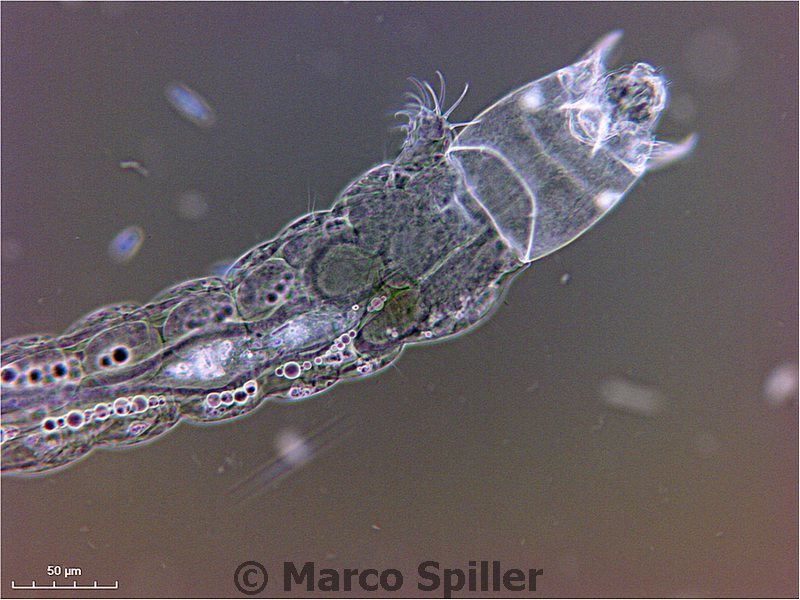 Larva di Chironomide